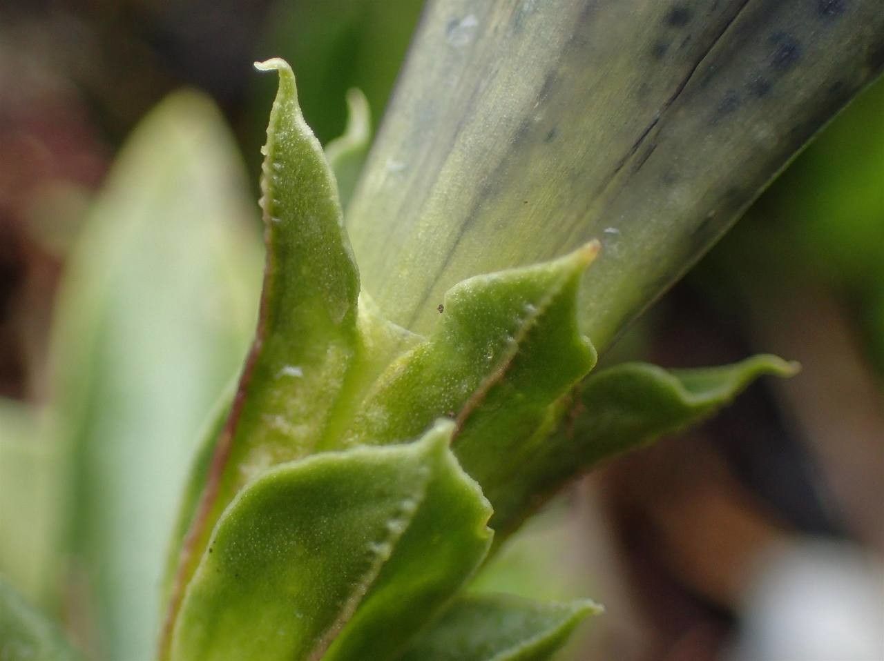 Gentiana angustifolia bark