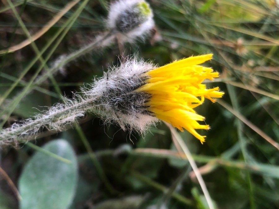 Hieracium bombycinum flower