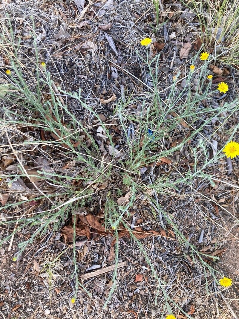 Xanthisma gracile habit