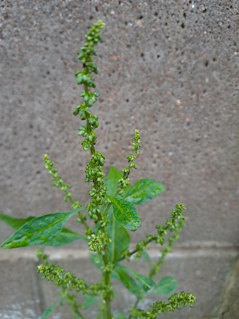 Rumex × acutus flower