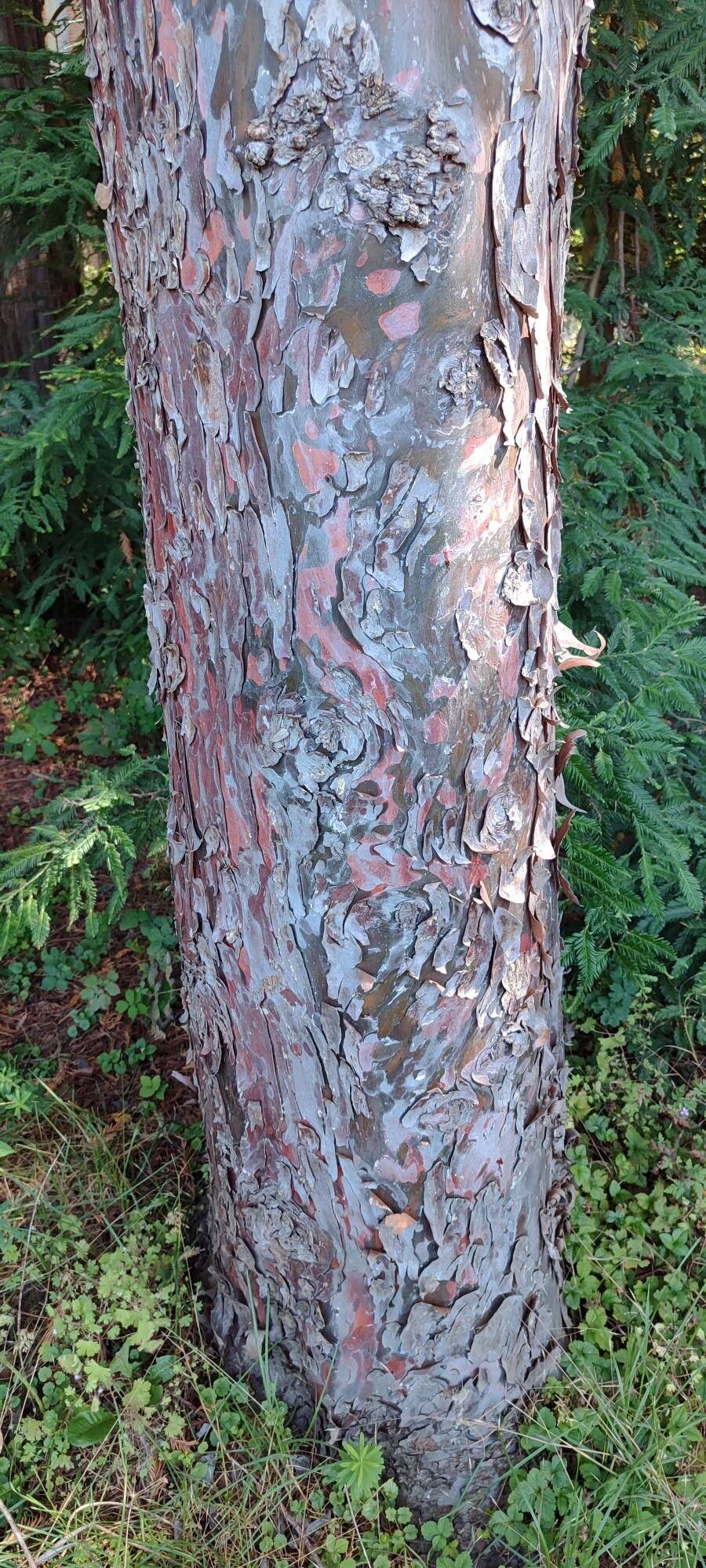 Hesperocyparis glabra bark