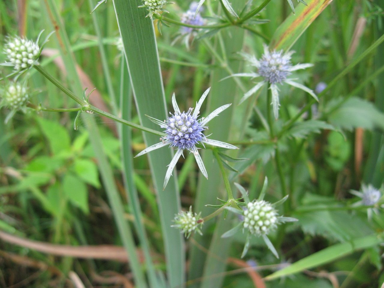 Eryngium integrifolium — search result for 'Eryngium'