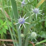 Eryngium integrifolium