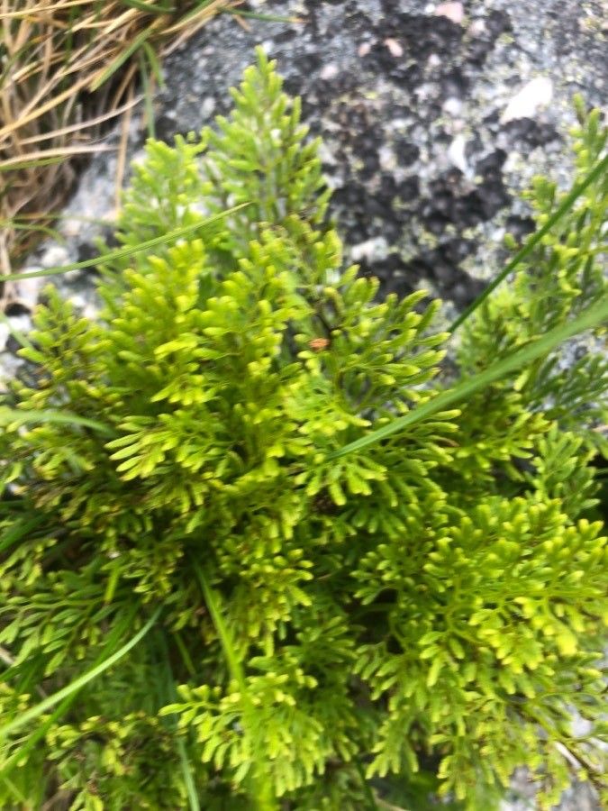 Cryptogramma crispa leaf