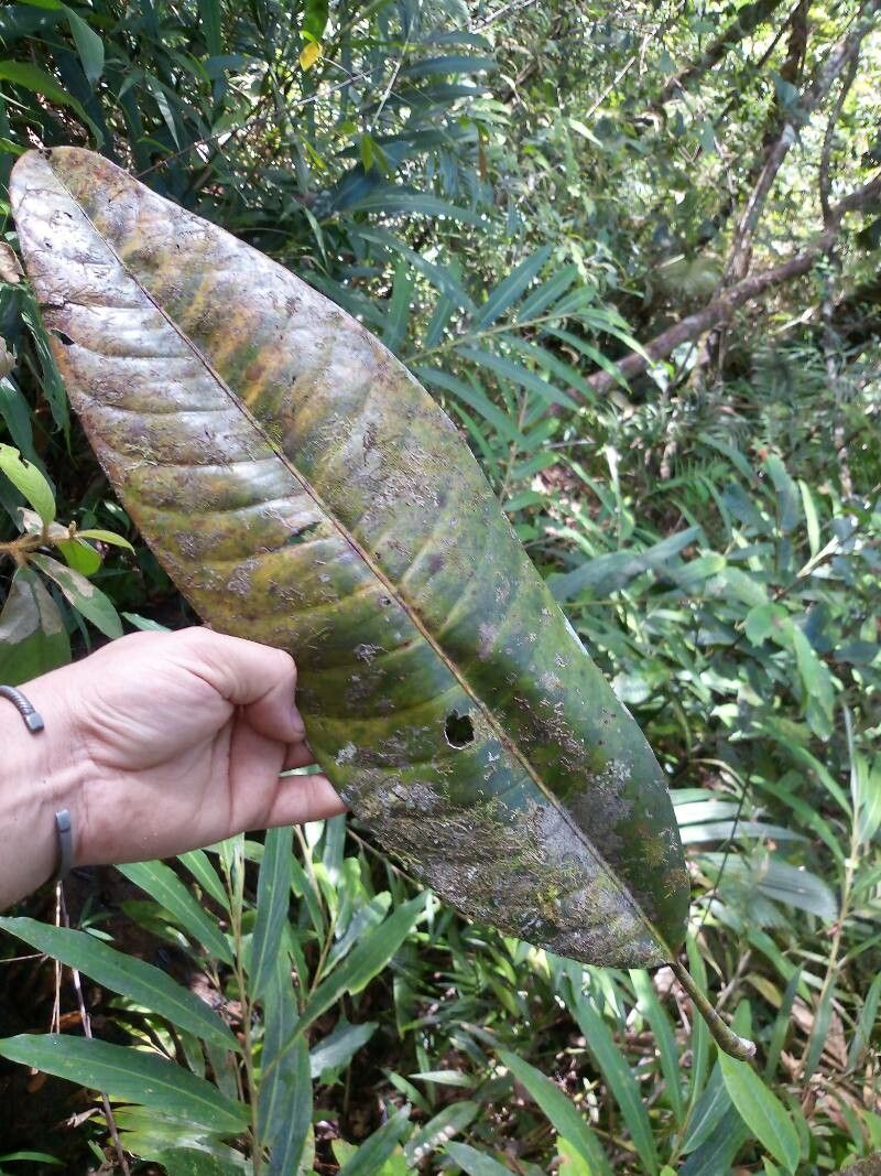 Gluta aptera — related species from the same genus