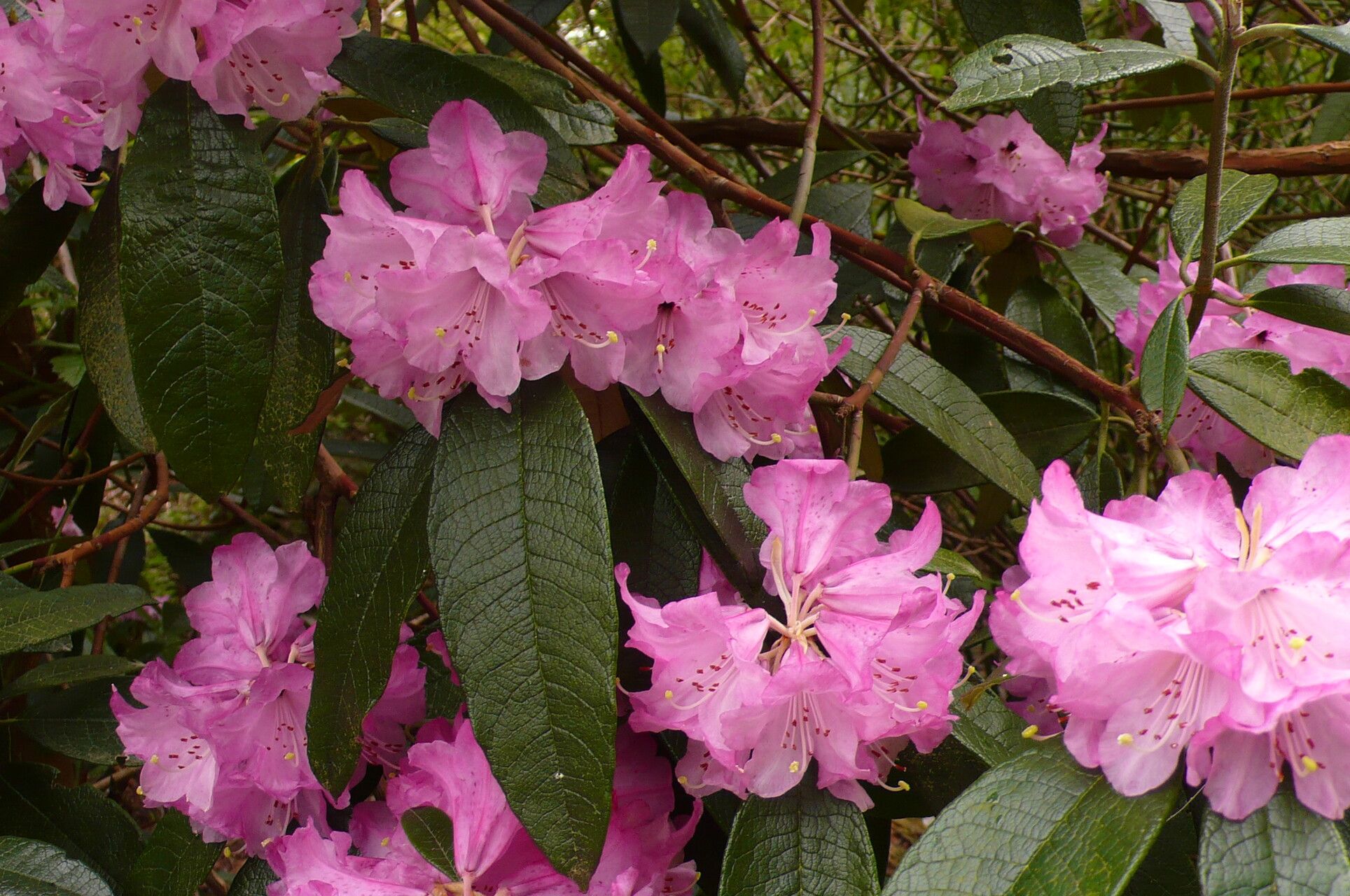 Rhododendron denudatum flower