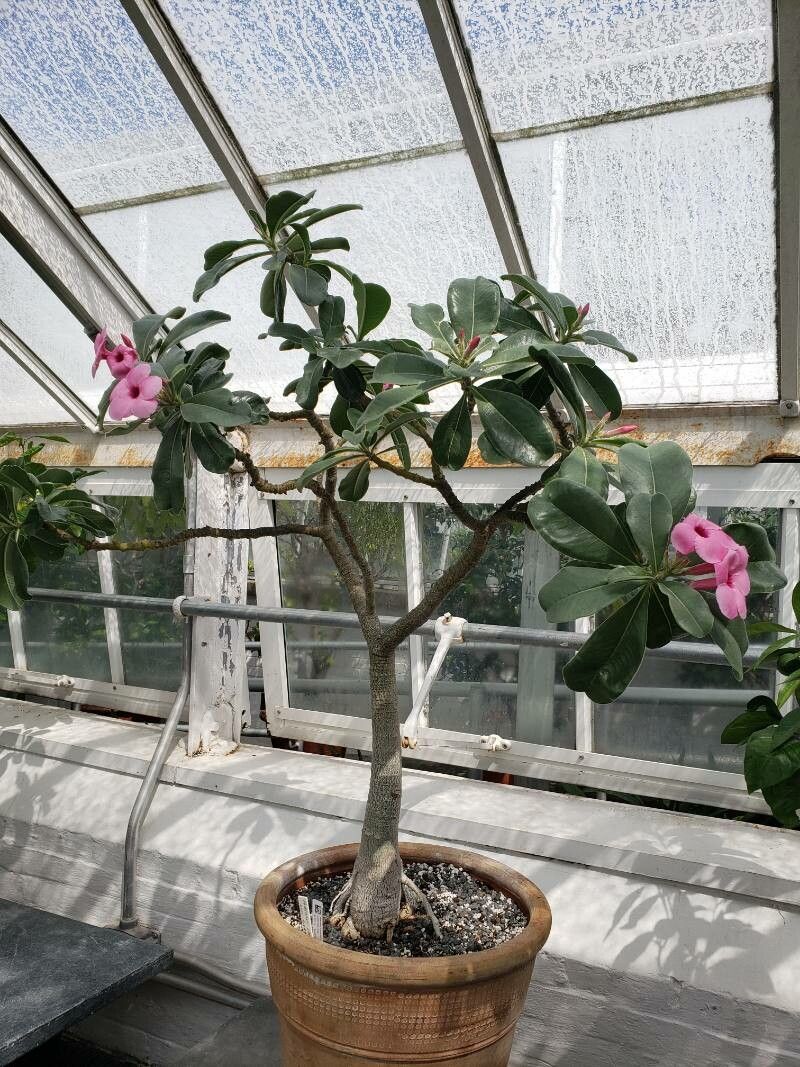 Adenium swazicum habit