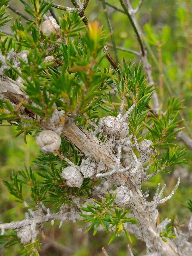 Leptospermum arachnoides fruit