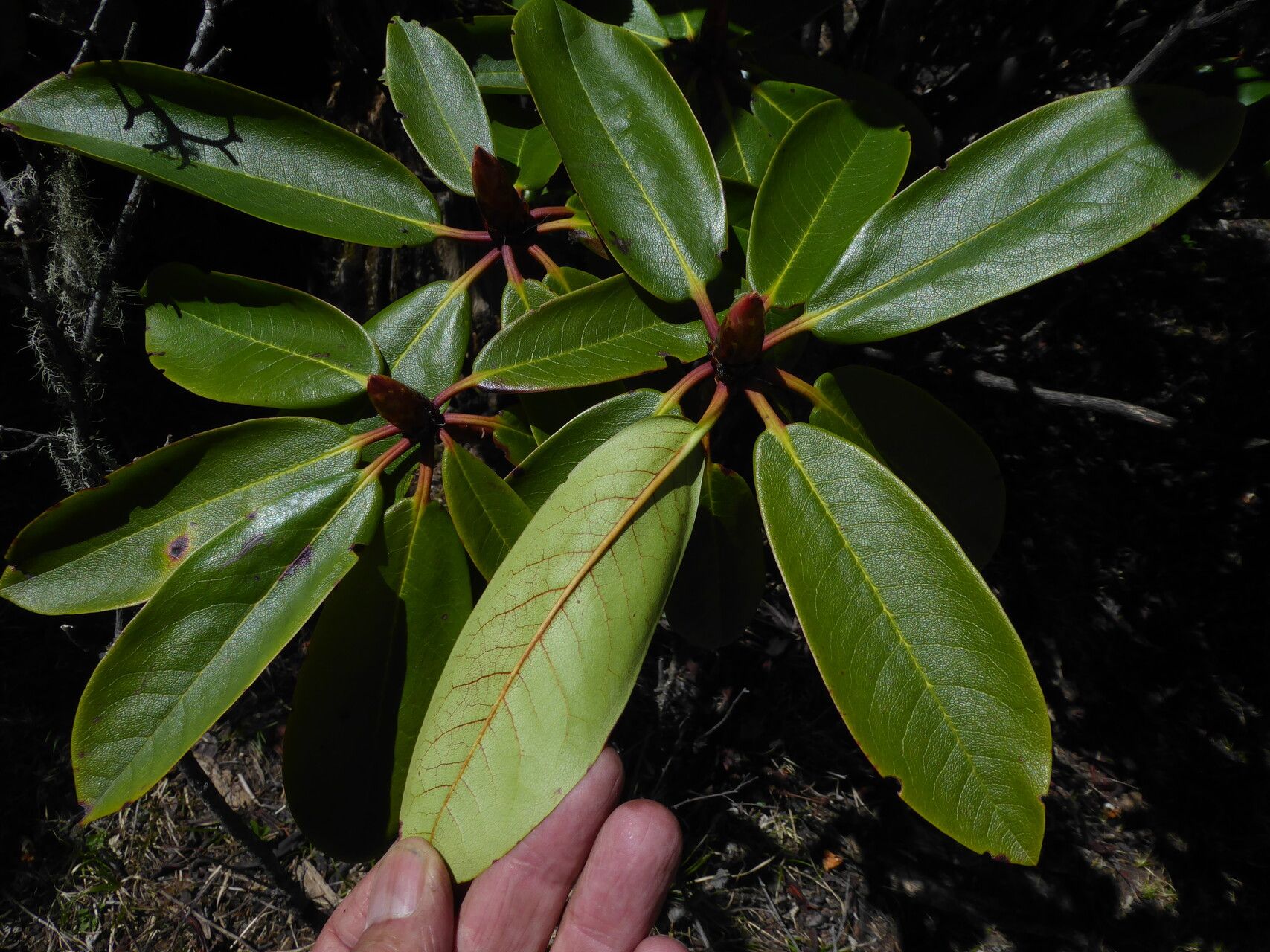 Rhododendron dignabile — houseplant care guide