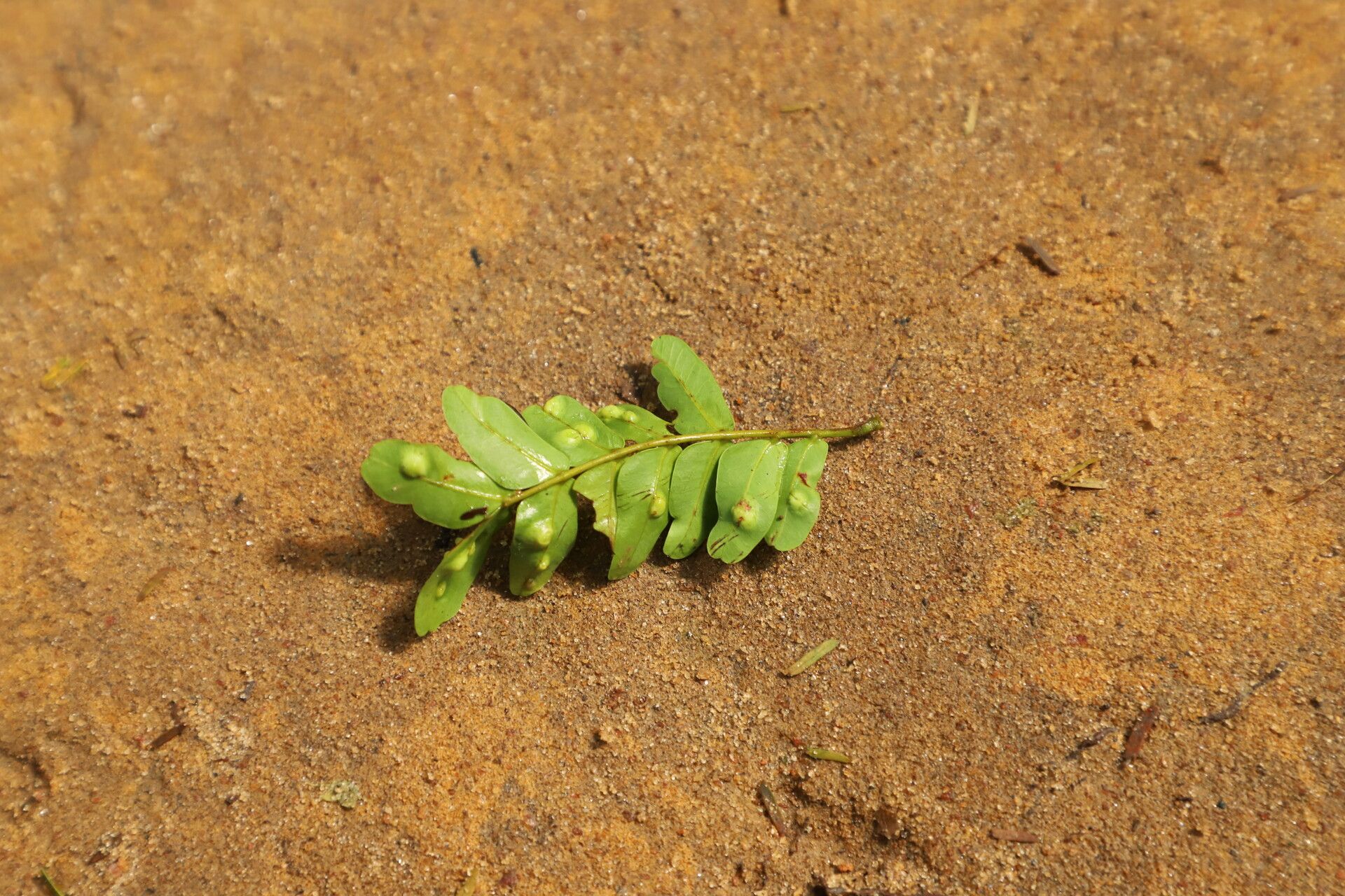 Newtonia glandulifera — houseplant care guide
