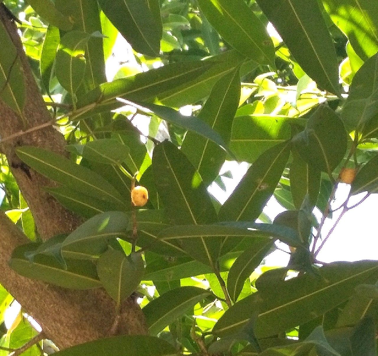 Ficus stenophylla fruit