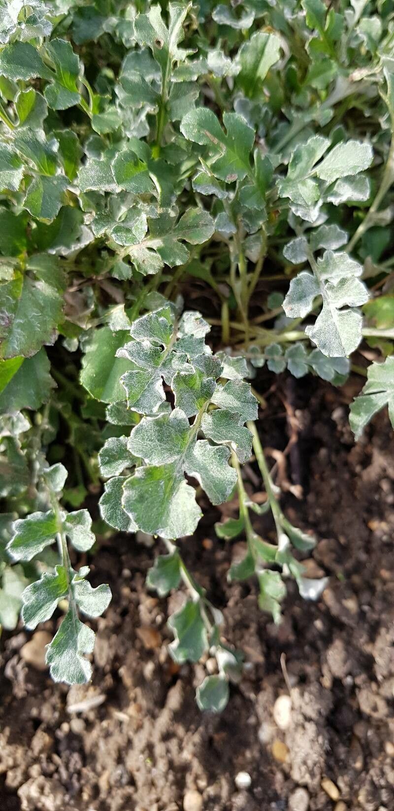 Psephellus simplicicaulis — houseplant care guide