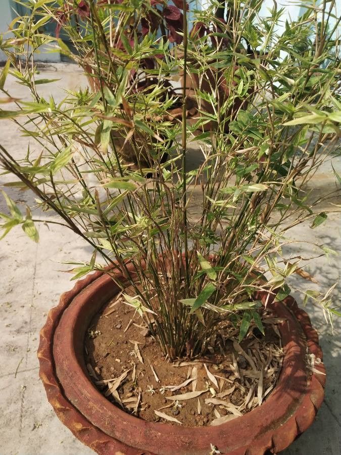 Fargesia robusta leaf