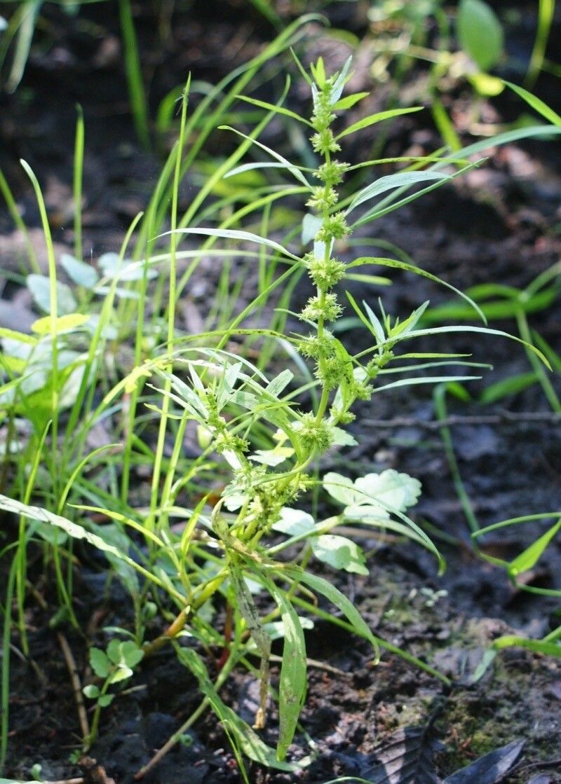 Rumex palustris leaf