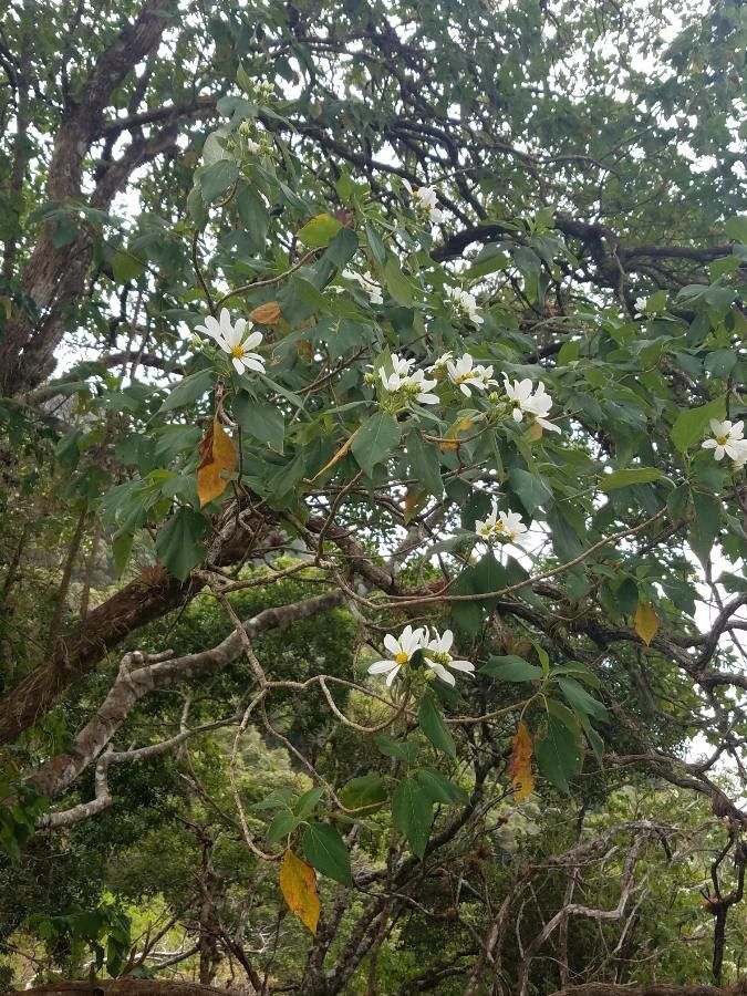 Montanoa guatemalensis habit