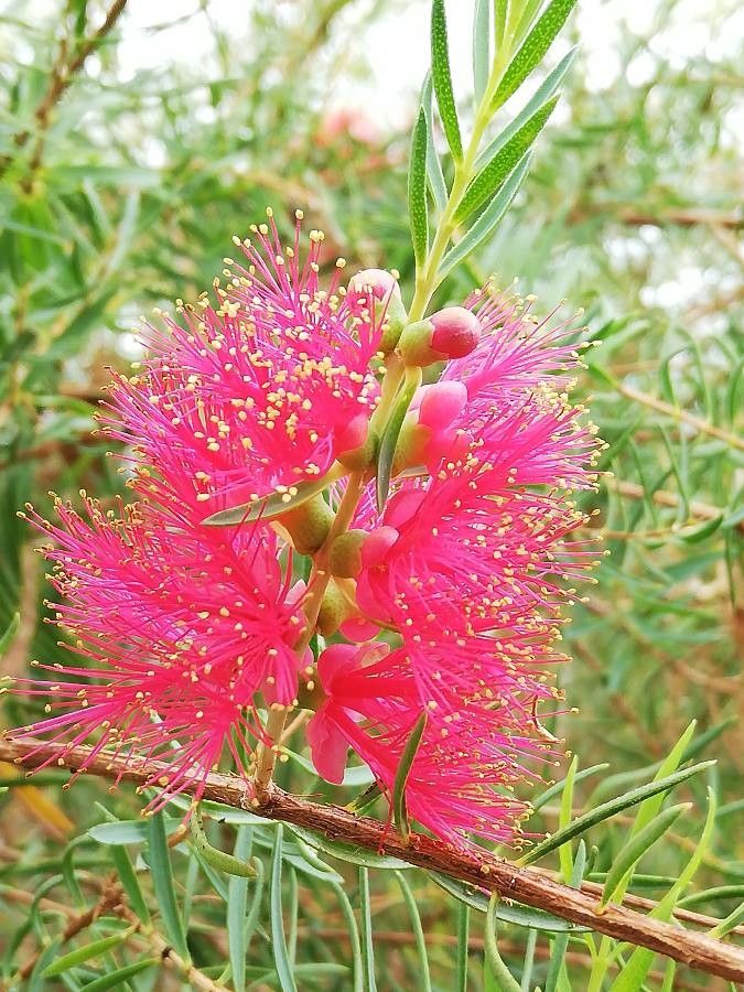 Melaleuca fulgens flower