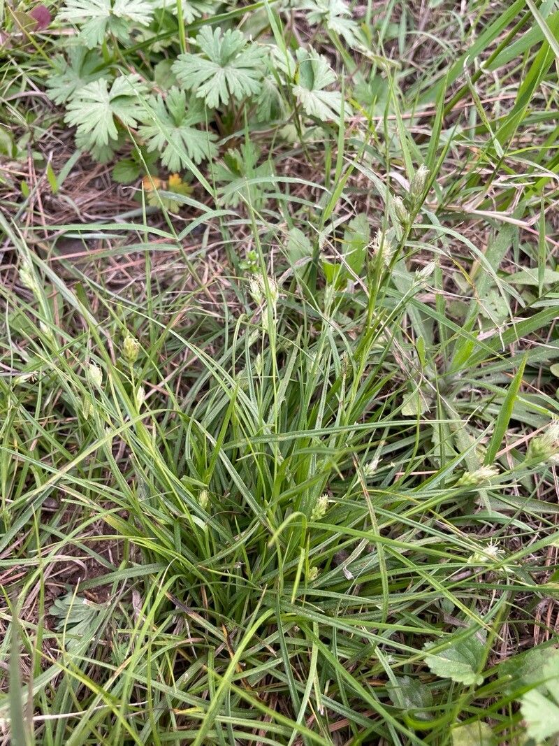 Carex phalaroides habit