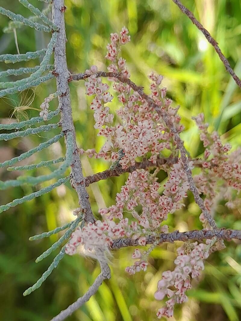 Tamarix florida flower