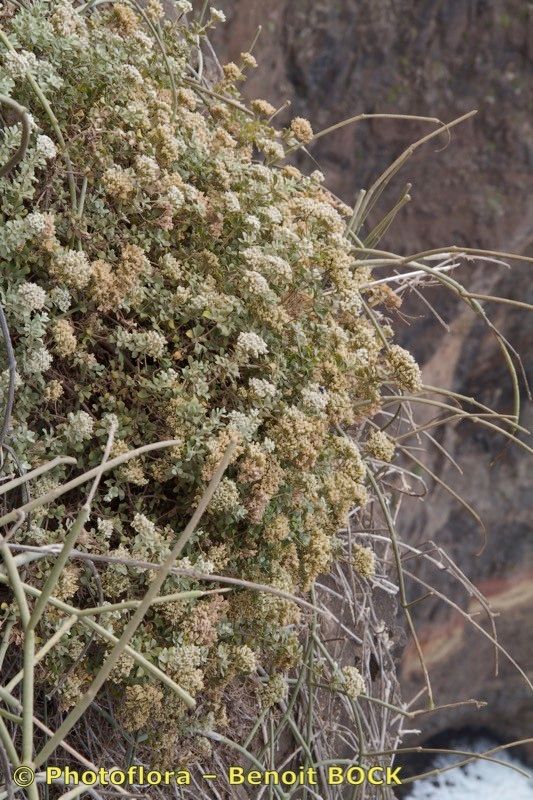 Polycarpaea gayi — houseplant care guide