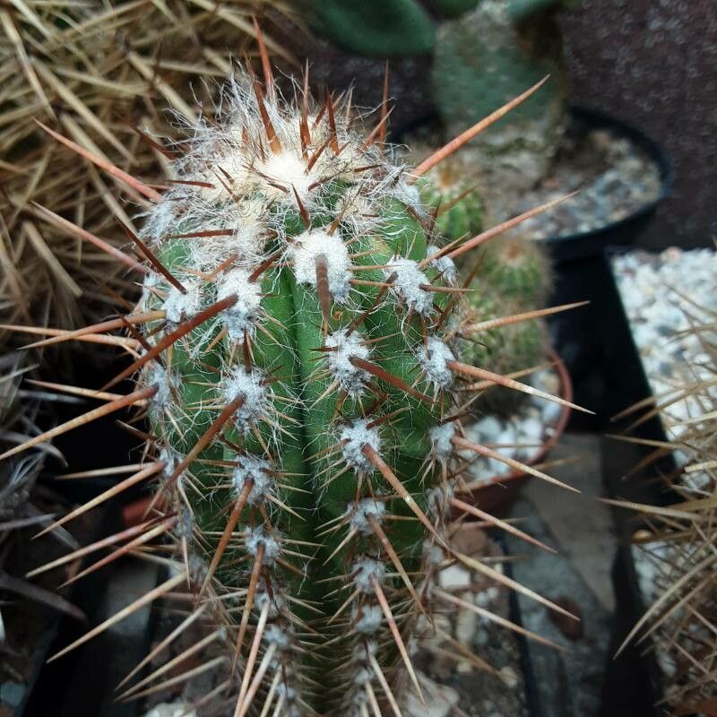 Oreocereus leucotrichus leaf