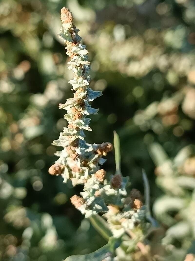 Atriplex tatarica flower