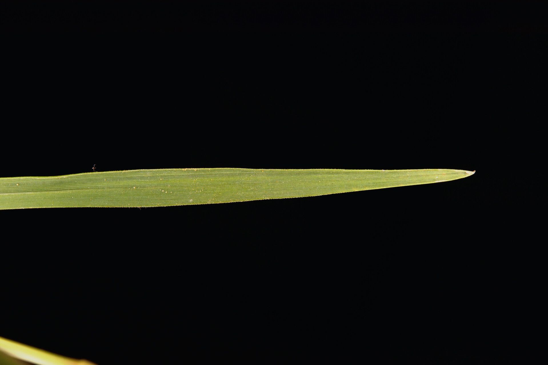 Panicum humile — houseplant care guide