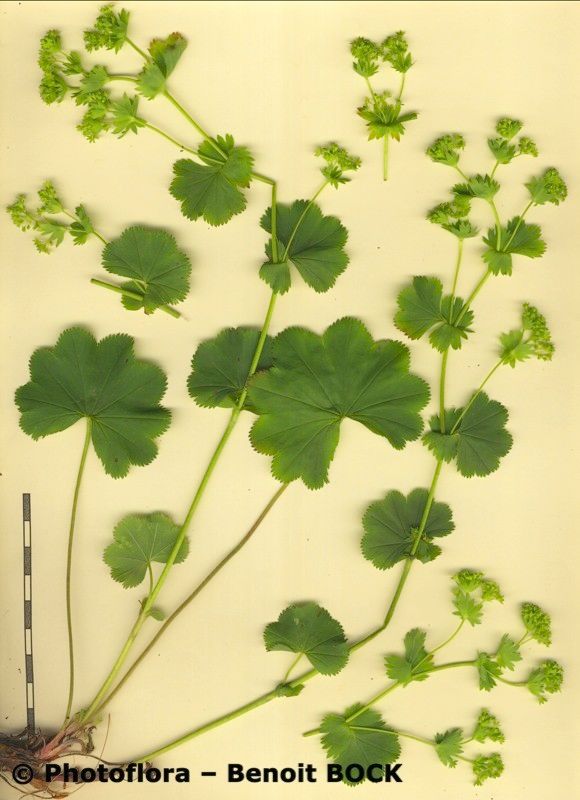 Alchemilla flexicaulis — houseplant care guide