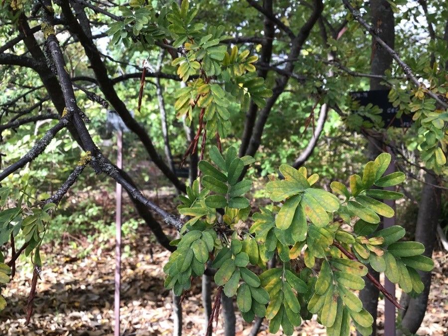 Caragana decorticans — related species from the same genus