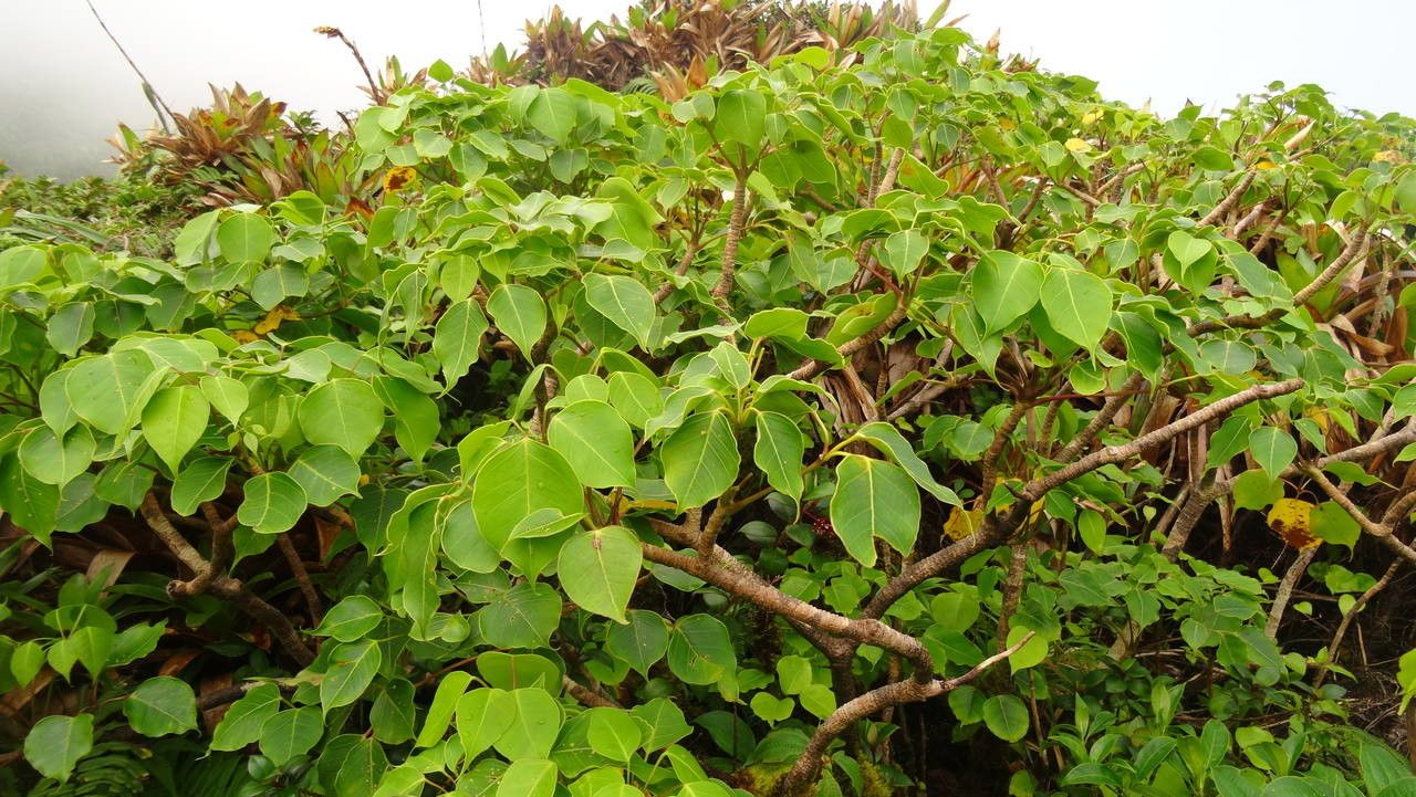 Schefflera attenuata habit