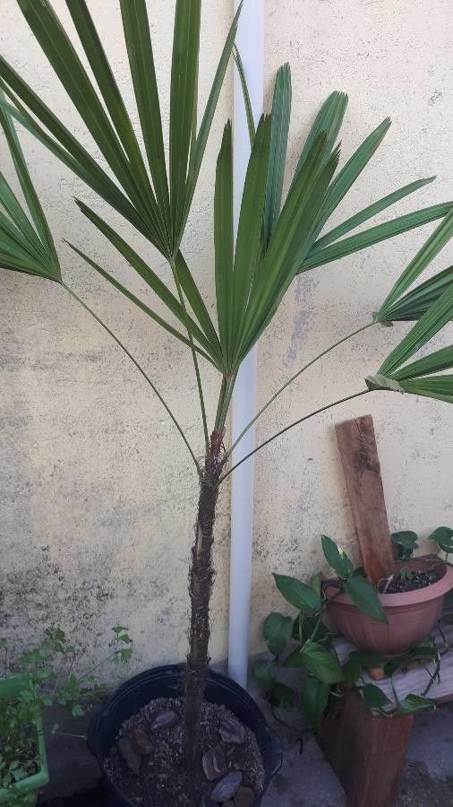 Hyphaene coriacea leaf