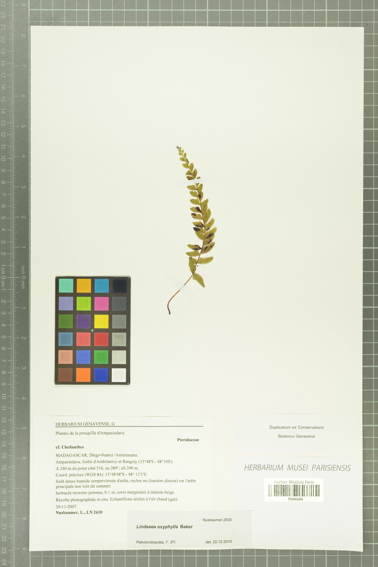 Lindsaea oxyphylla — houseplant care guide