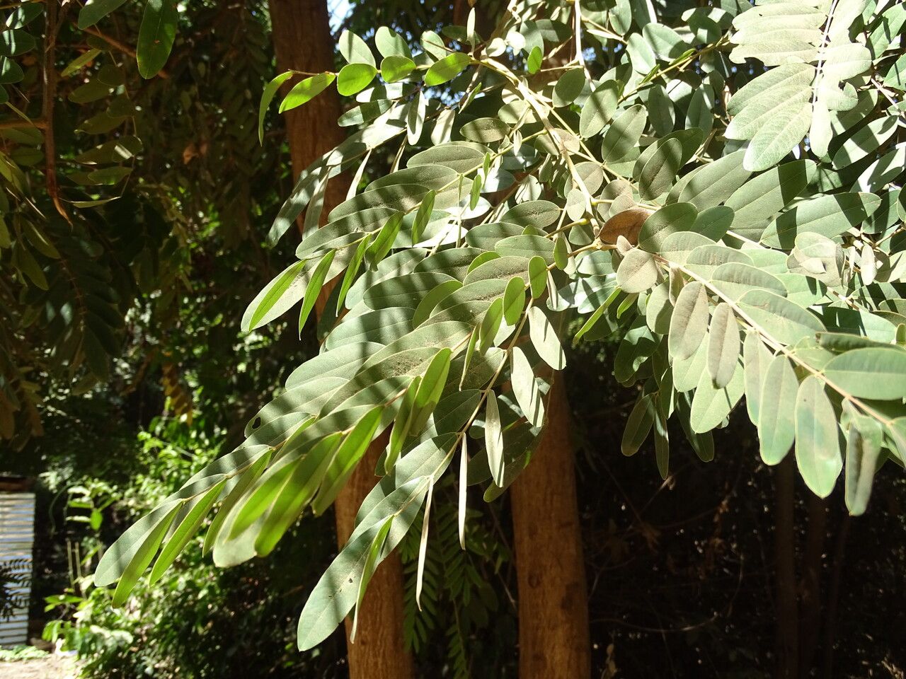 Senna siamea leaf