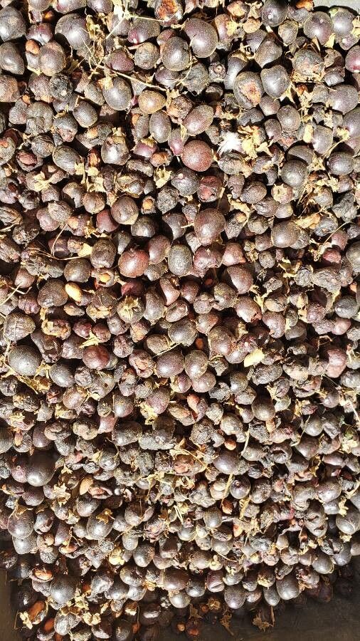 Vitex polygama fruit