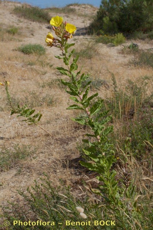 Oenothera velutina habit