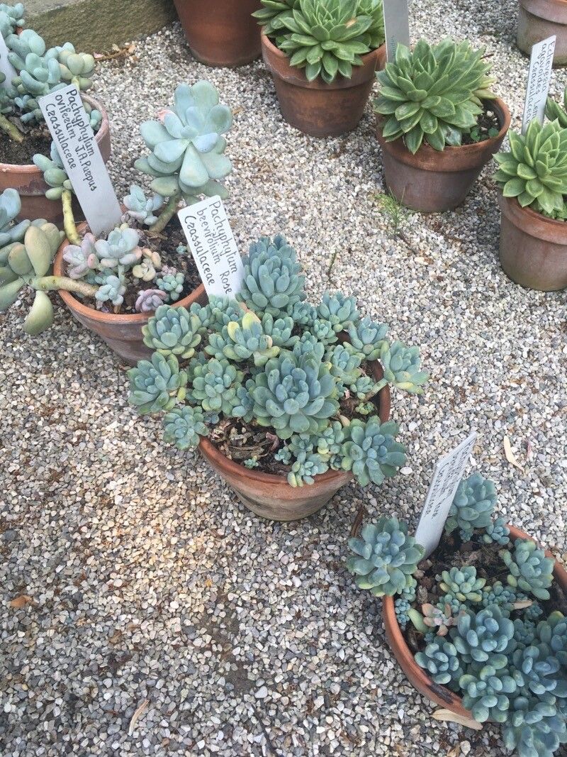 Pachyphytum brevifolium