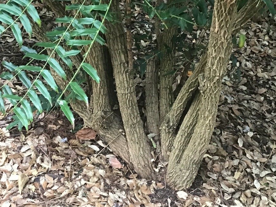 Mahonia oiwakensis bark