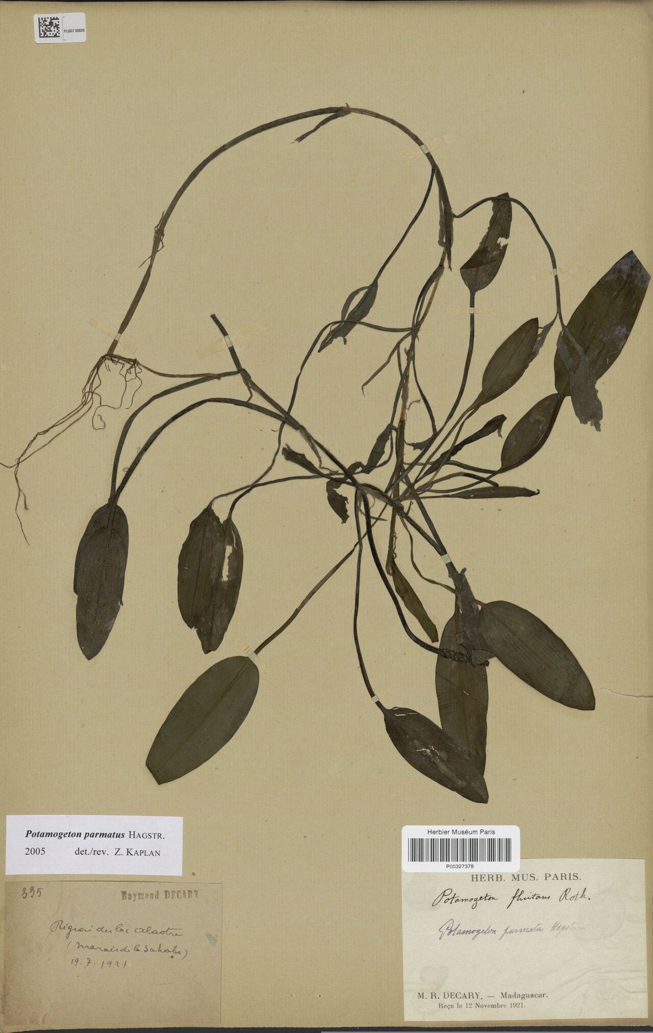 Potamogeton parmatus — search result for 'Potamogeton'