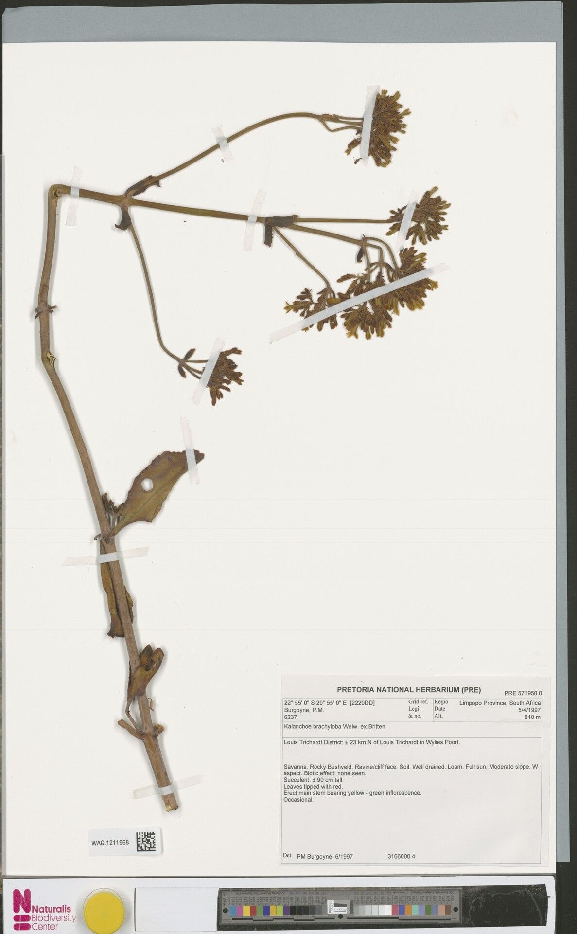 Kalanchoe brachyloba other