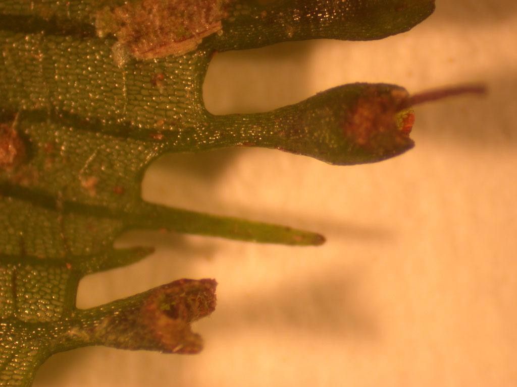 Trichomanes pinnatum other