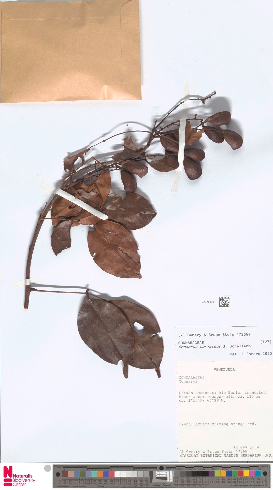 Connarus coriaceus — related species from the same genus