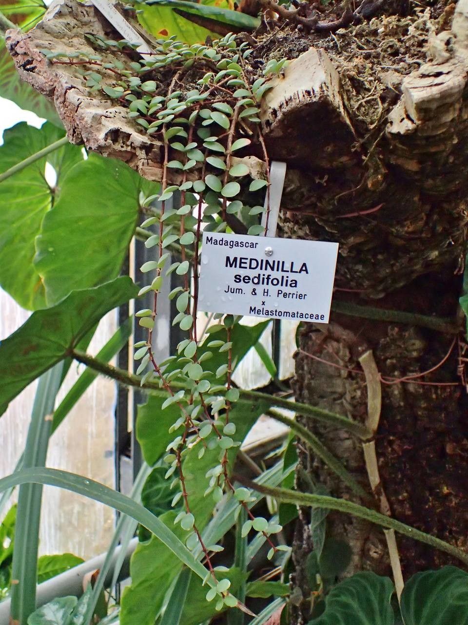Medinilla sedifolia habit