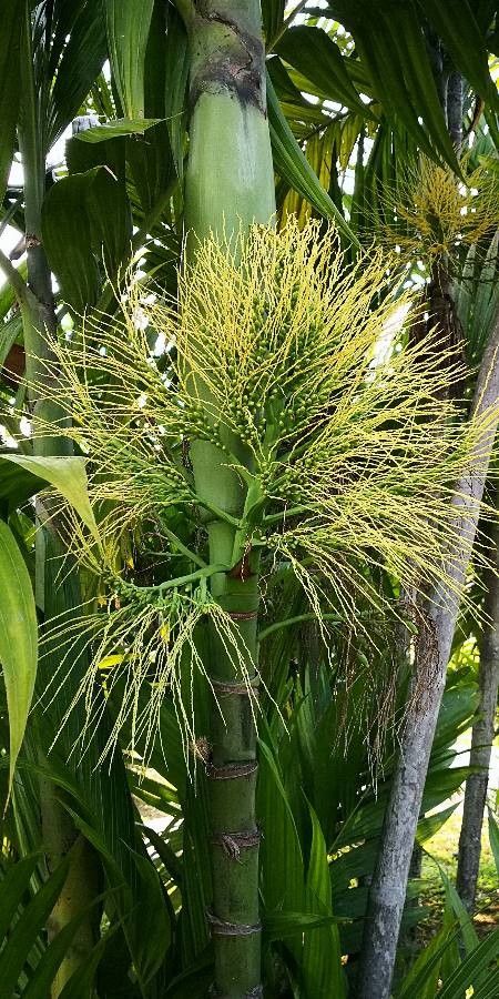 Areca triandra flower