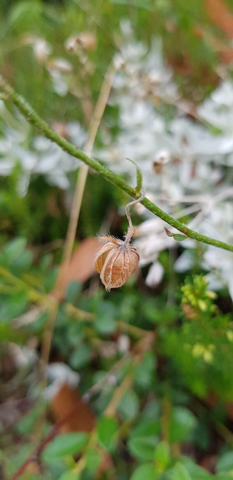 Helianthemum nummularium fruit