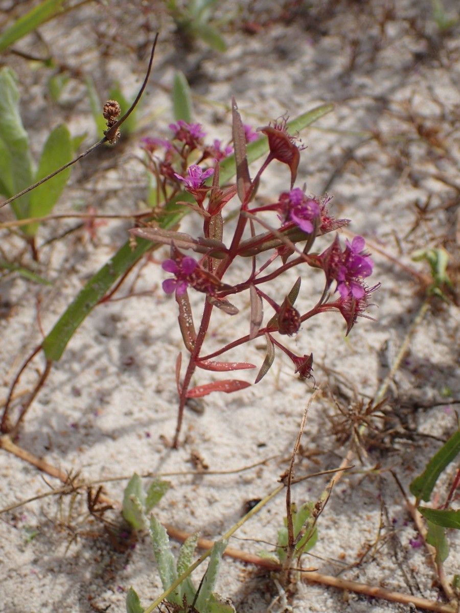 Ammannia erecta habit