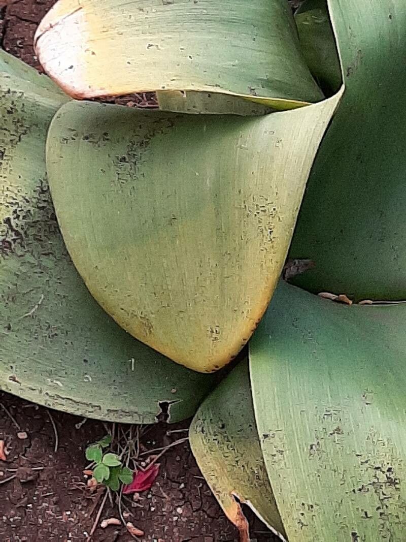 Haemanthus coccineus leaf