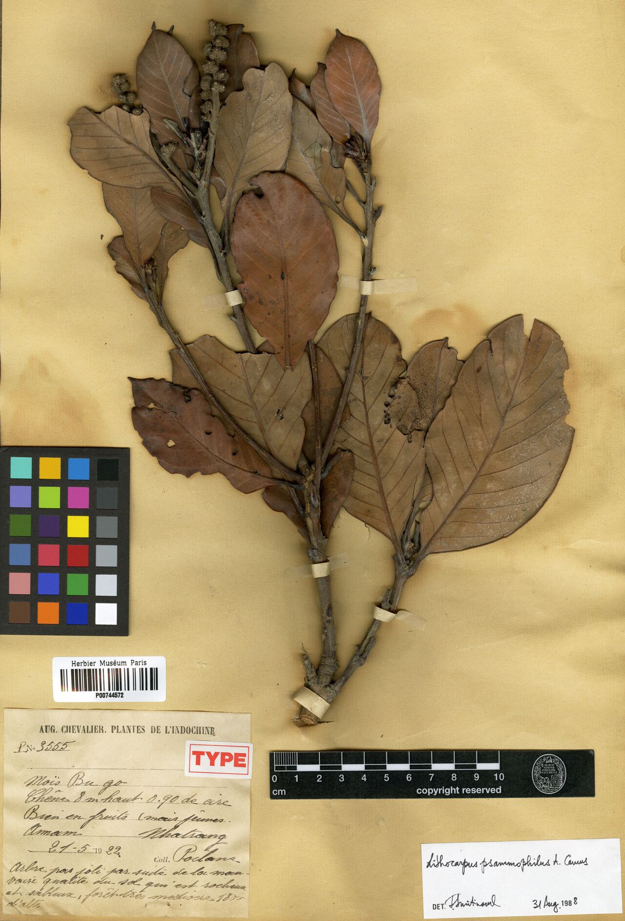 Lithocarpus psammophilus — houseplant care guide