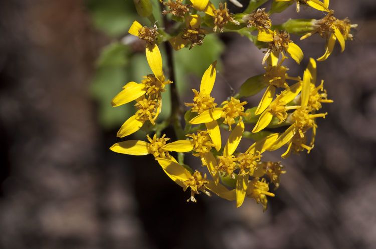 Roldana hartwegii — related species from the same genus