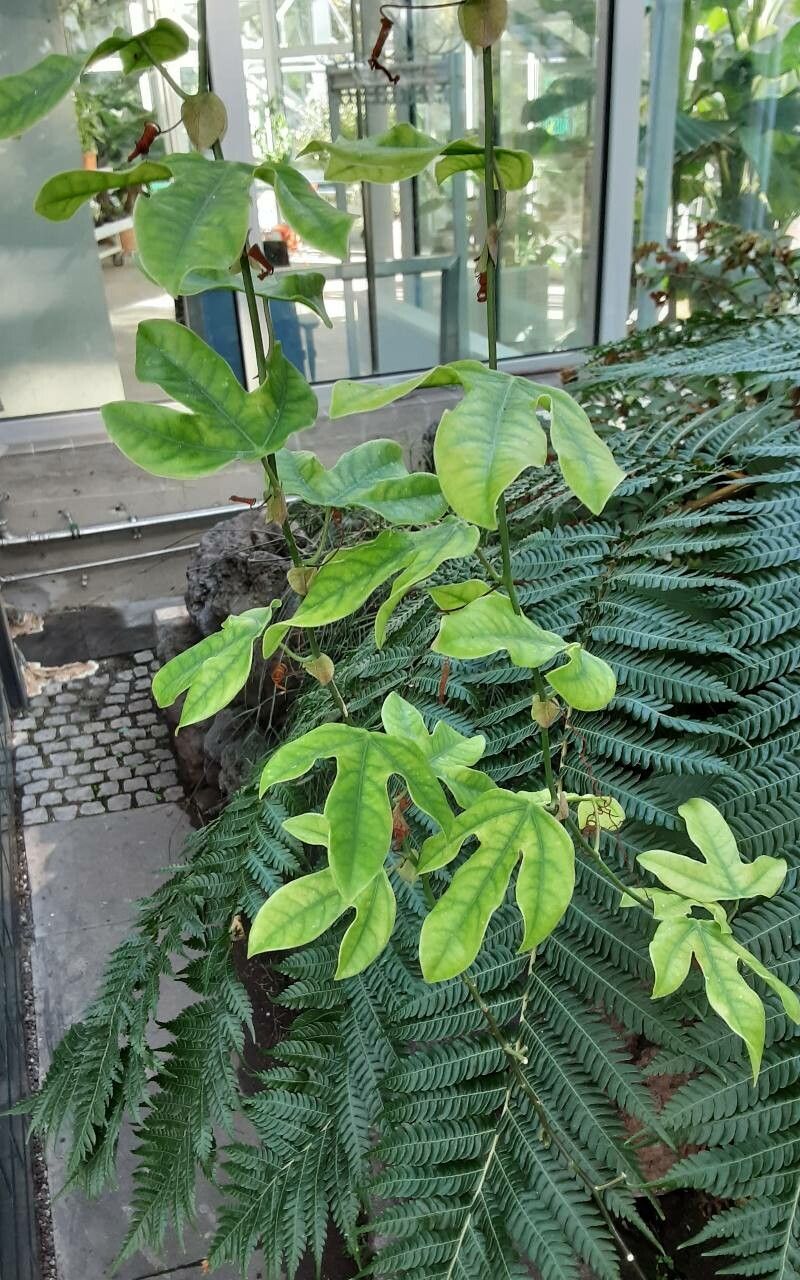 Passiflora subpeltata — search result for 'Passiflora'