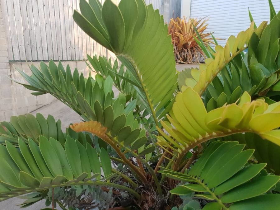 Zamia furfuracea — foliage houseplant