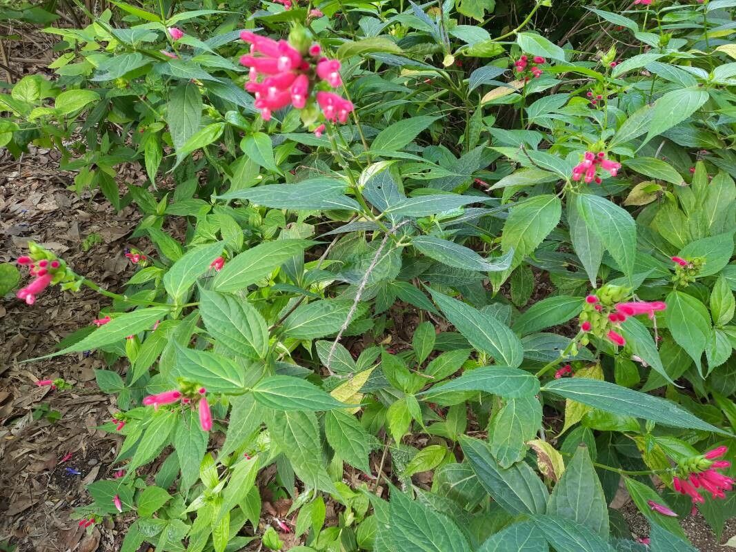 Salvia oxyphora habit
